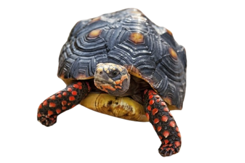 Red-footed tortoise