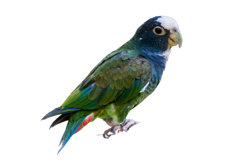 White-crowned pionus