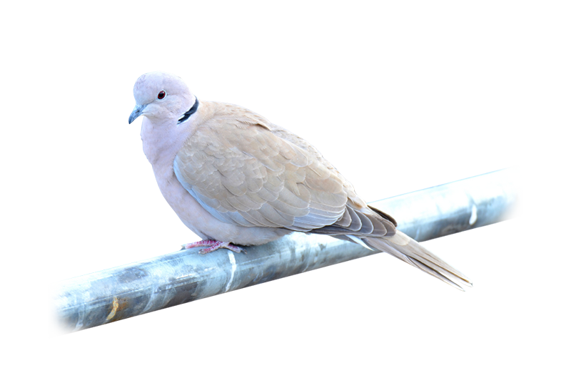 Barbary dove