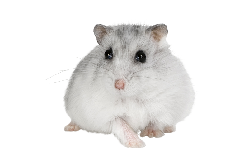 Hamster russe 