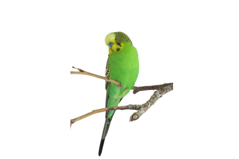 Budgerigar