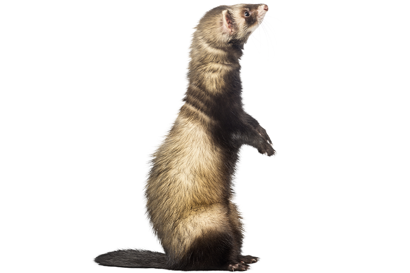 Furet domestique