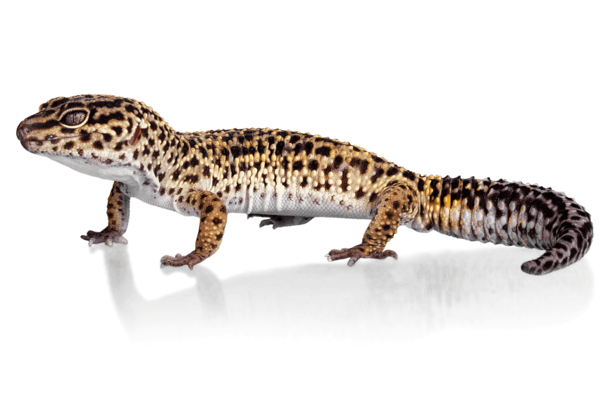 Leopard gecko