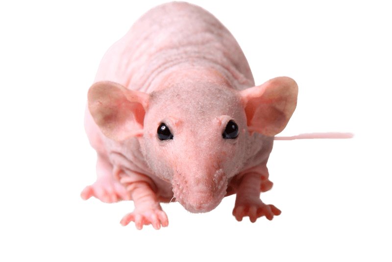 Rat Nu