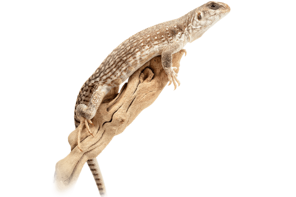 Desert iguana