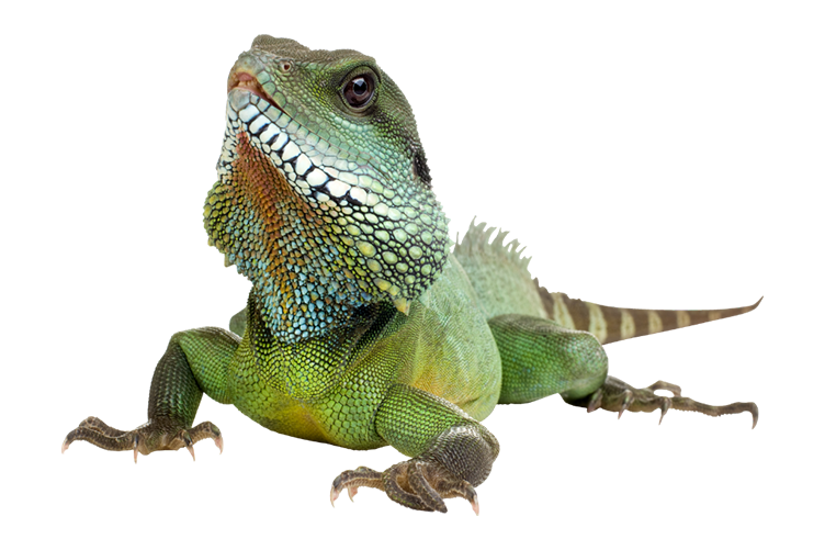 Chinese water dragon