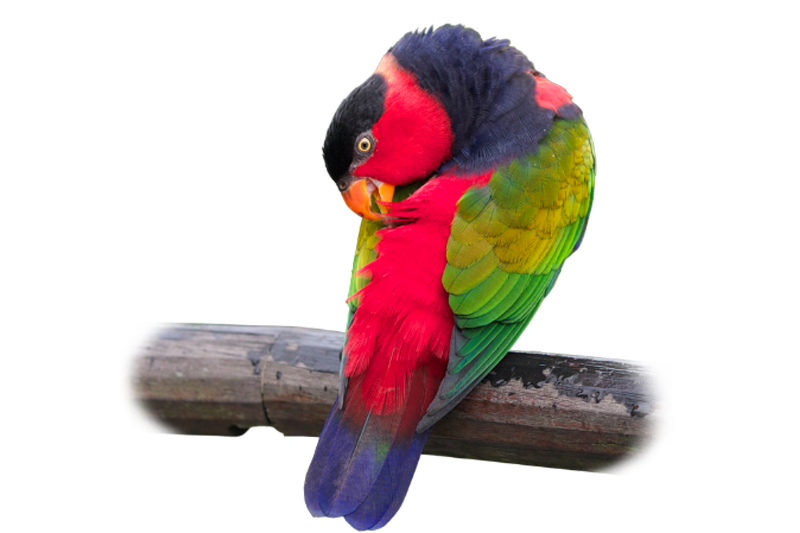 Yellow-bidded lory