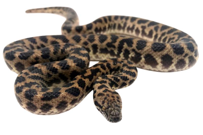 Spotted python