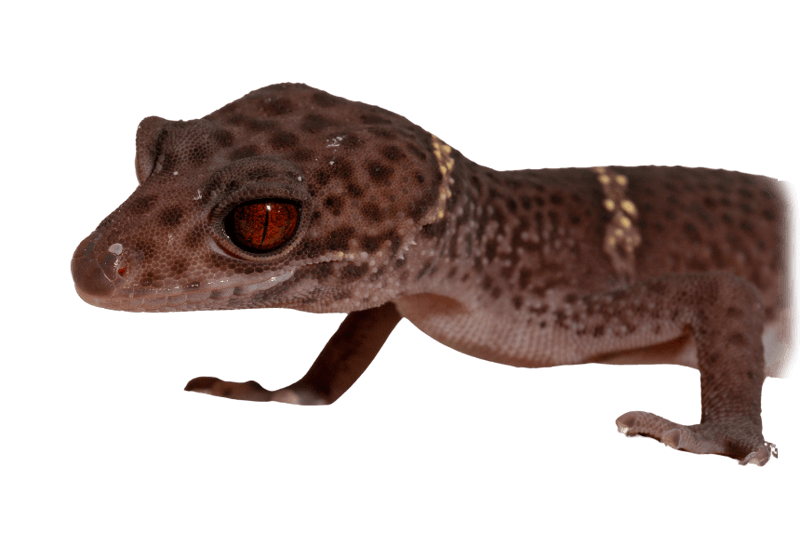 Chinese cave gecko