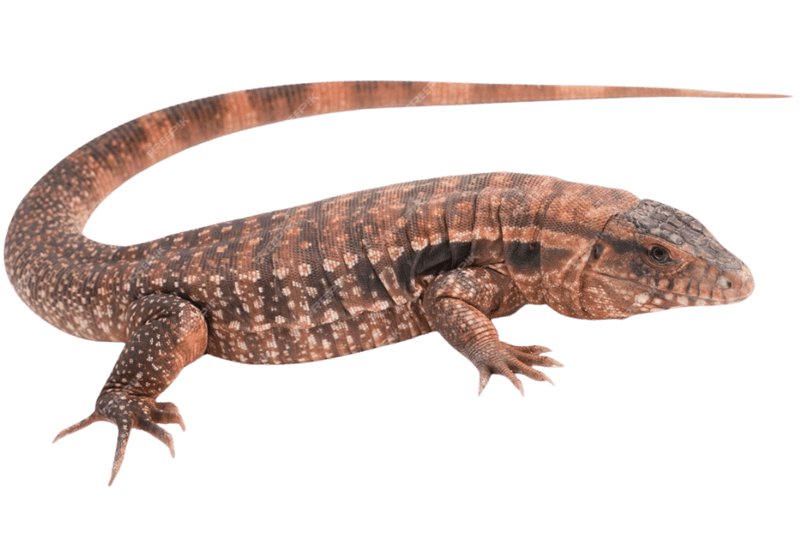 Red Tegu