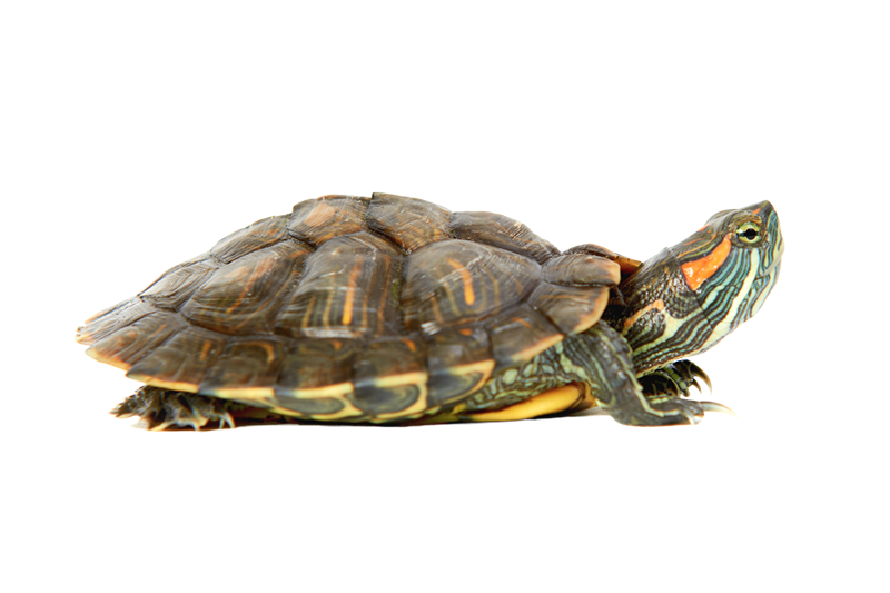 Red-eared slider