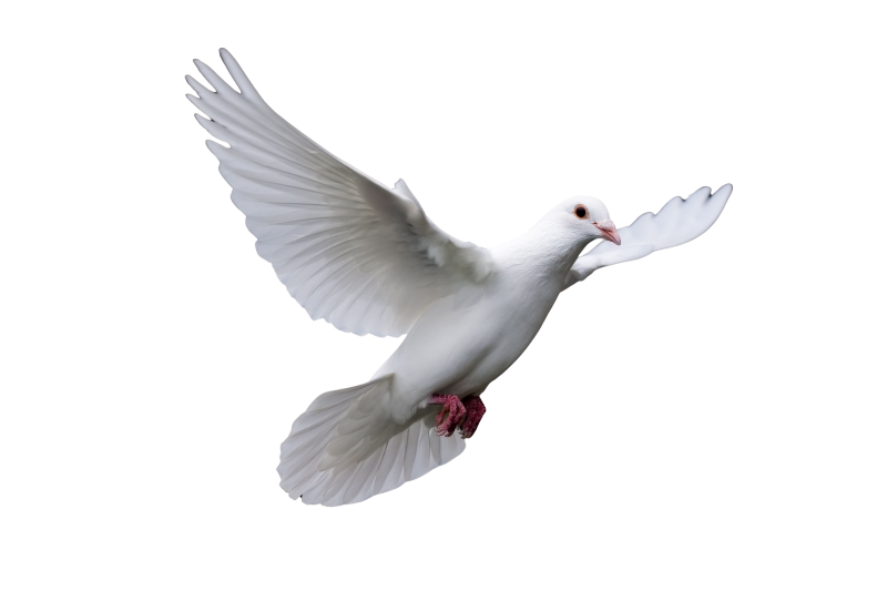 Dove