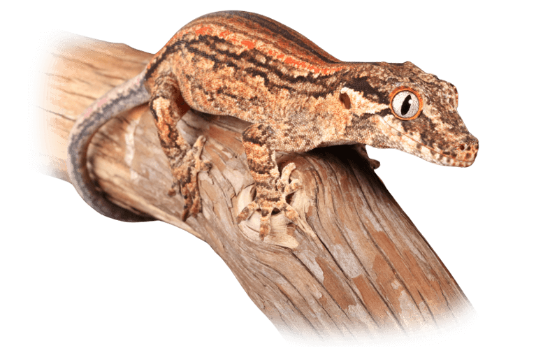 Gargoyle gecko