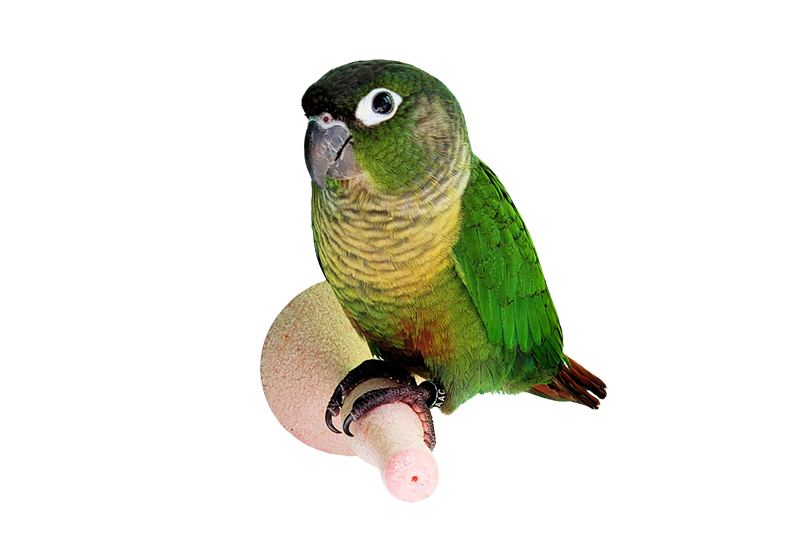 Green-cheeked parakeet