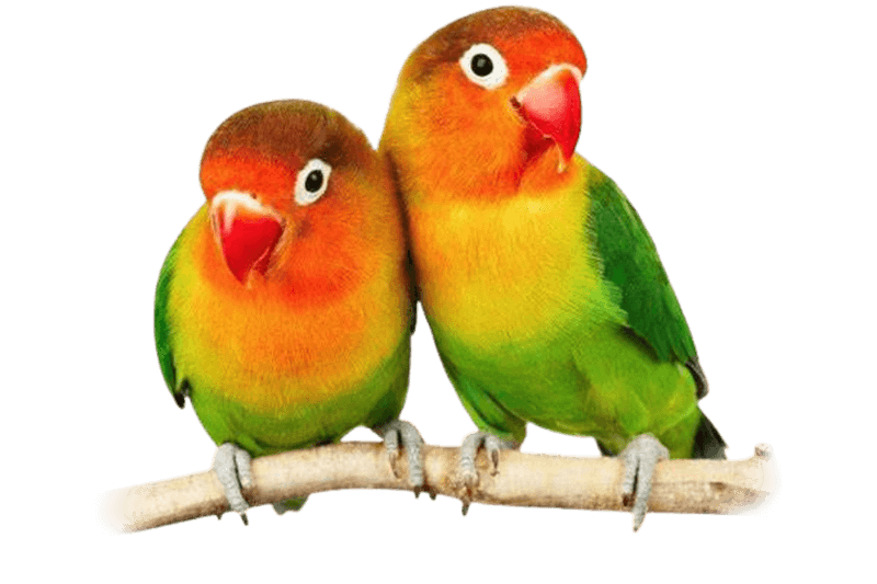 Lovebirds