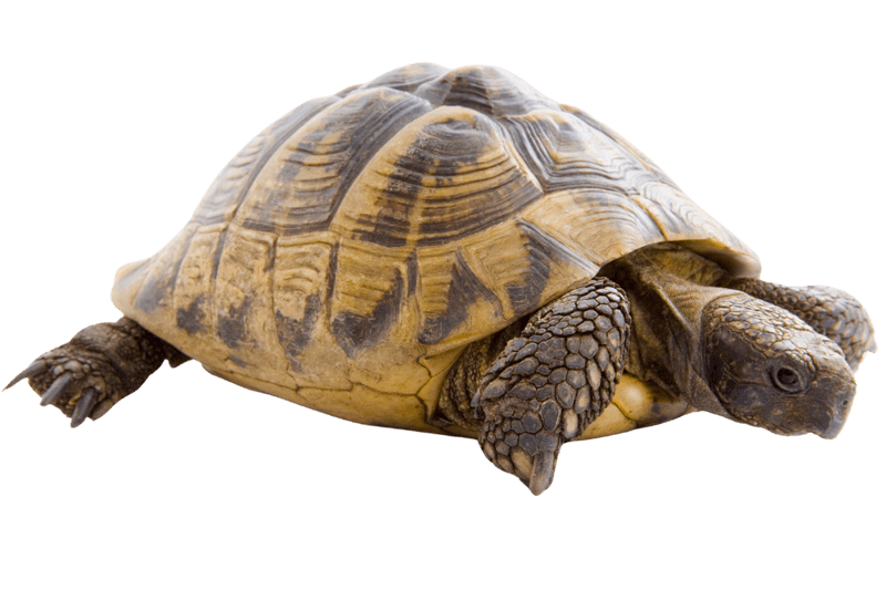 Russian Turtle