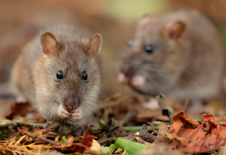 Blogue - Article scientifique - La hiérarchie sociale chez les rats domestiques : comprendre leur organisation naturelle