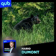 De plus en plus d'ours noir dans nos forêts