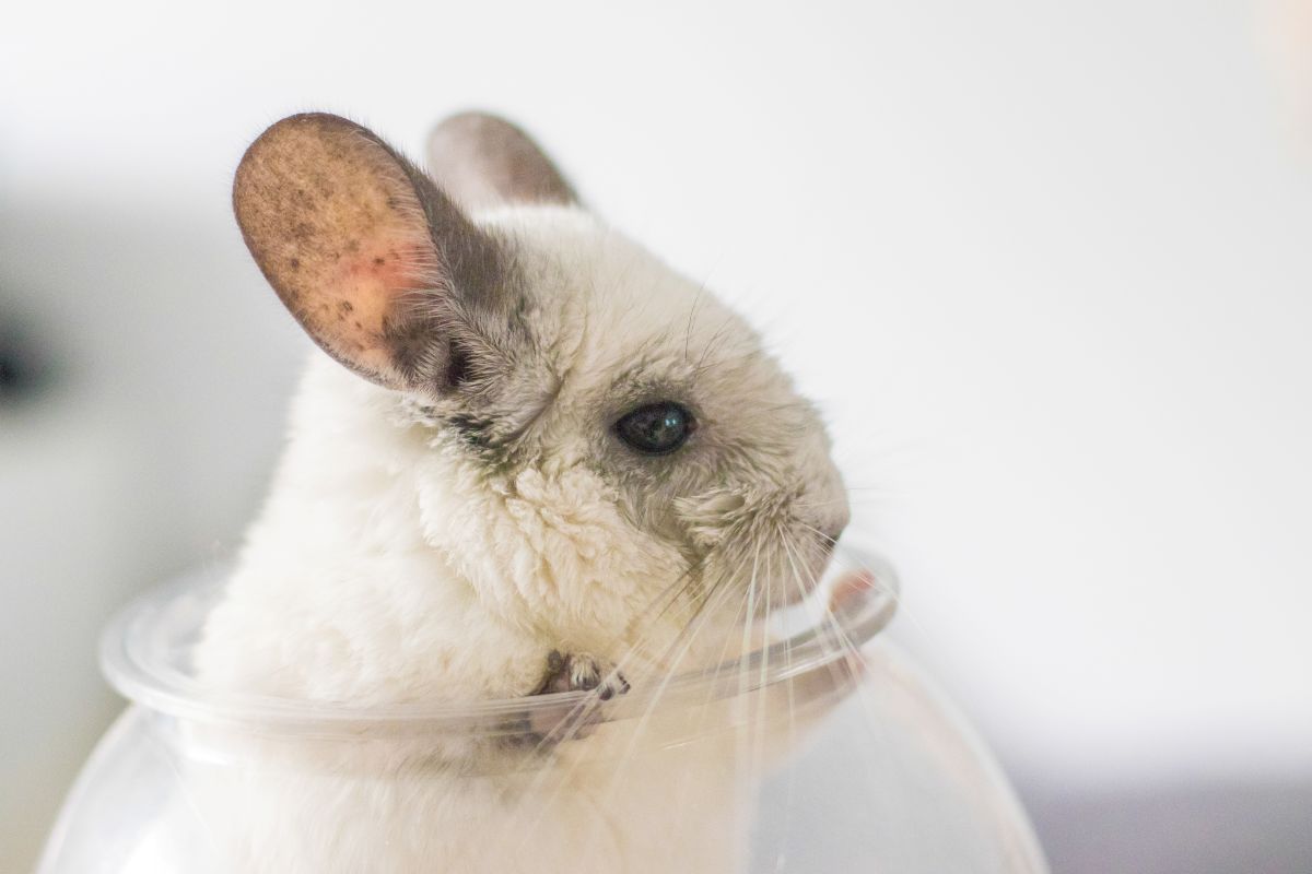 Pourquoi le contact avec les animaux est-il si important pour apprendre à les protéger ?