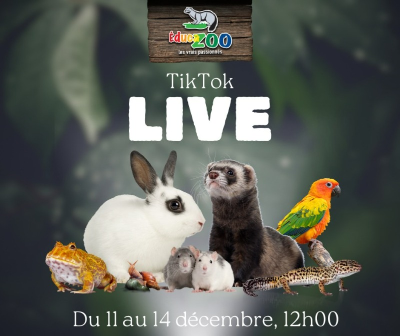 En support à la grève, Éducazoo offre des Tiktok live éducatifs pour les jeunes ! 
