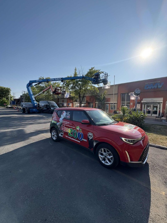 Gris d'afrique - Zazou