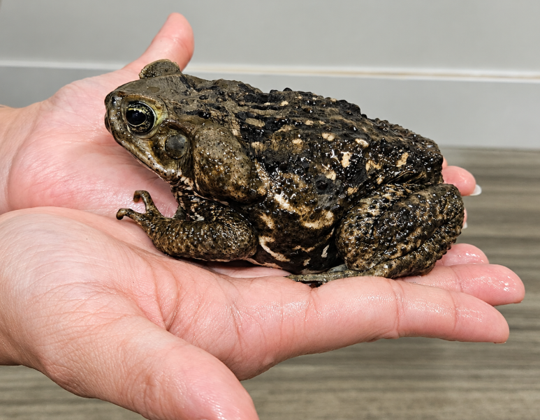5 Myths About Toads