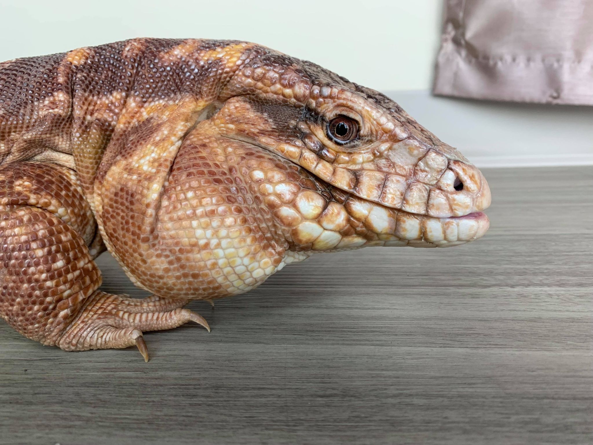 Blogue - Article scientifique - Animaux vedettes des sanctuaires