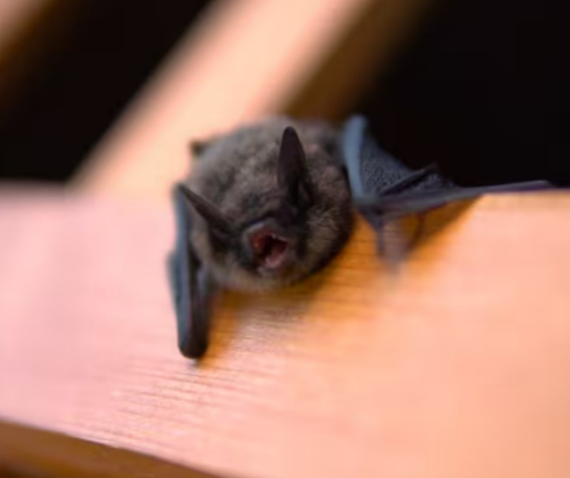 Attaque de chauve-souris