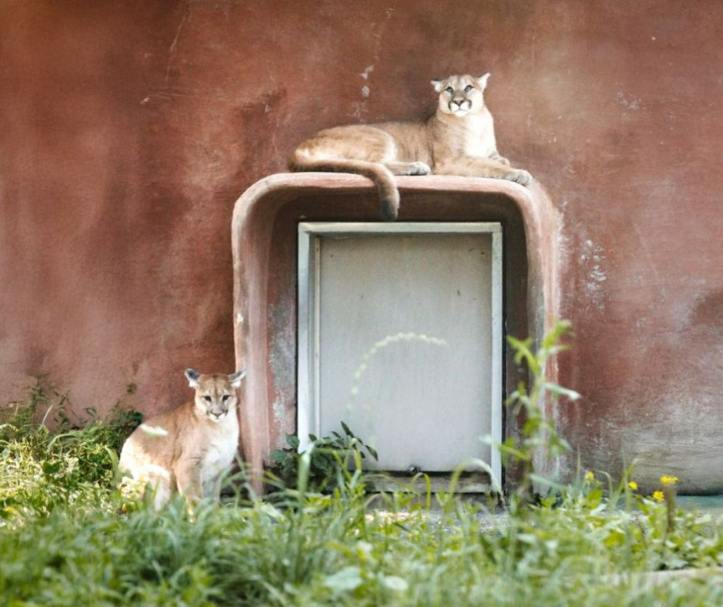 Le parc Safari reçoit 2 bébés cougars sauvé d'un braconnage