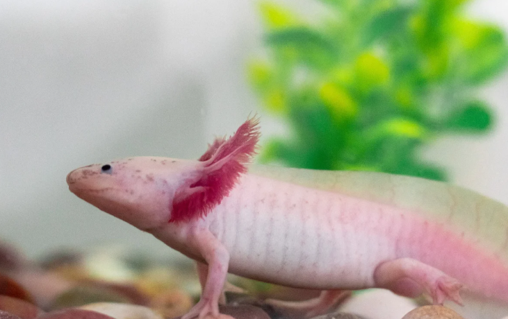 Blogue - Article scientifique - Axolotl : pourquoi cet amphibien ne grandit jamais? Comprendre la néoténie et la pédogenèse