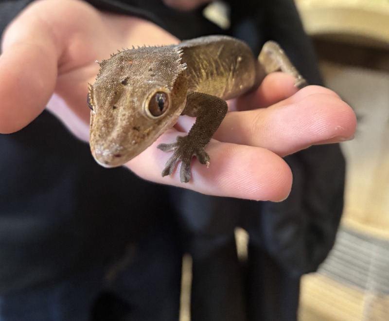 Blogue - Article scientifique - Le secret de l'adhésion du gecko à crête