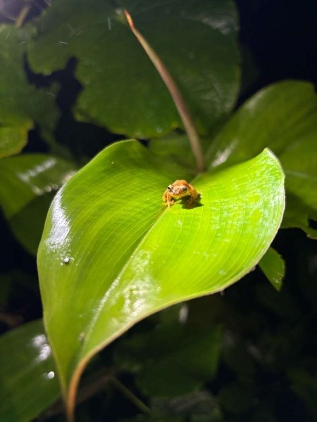 Research Projects in Belize