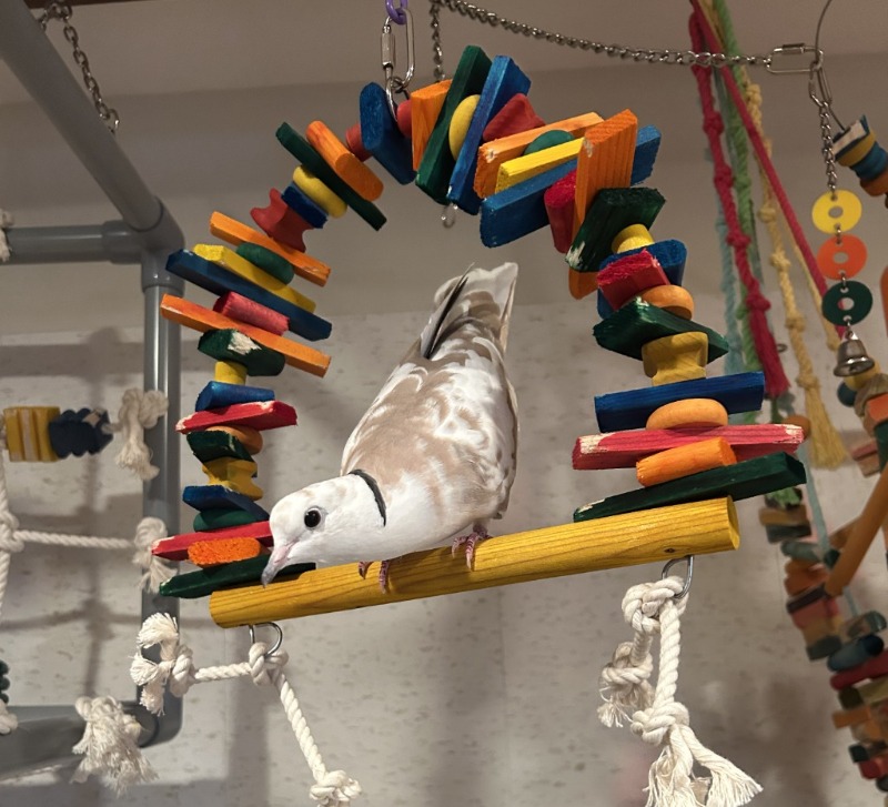 Blogue - Article scientifique - Pourquoi le lait de jabot est vital pour les oisillons