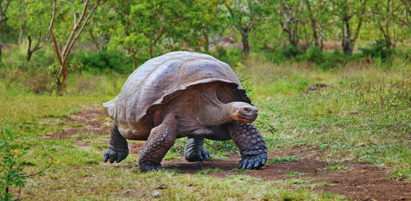 Blogue - Article scientifique - La longévité des tortues terrestres