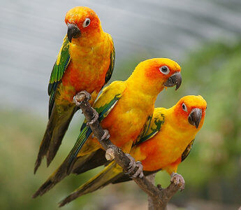 Blogue - Article scientifique - Conure soleil