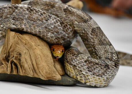 Une espèce à découvrir : le serpent des blés