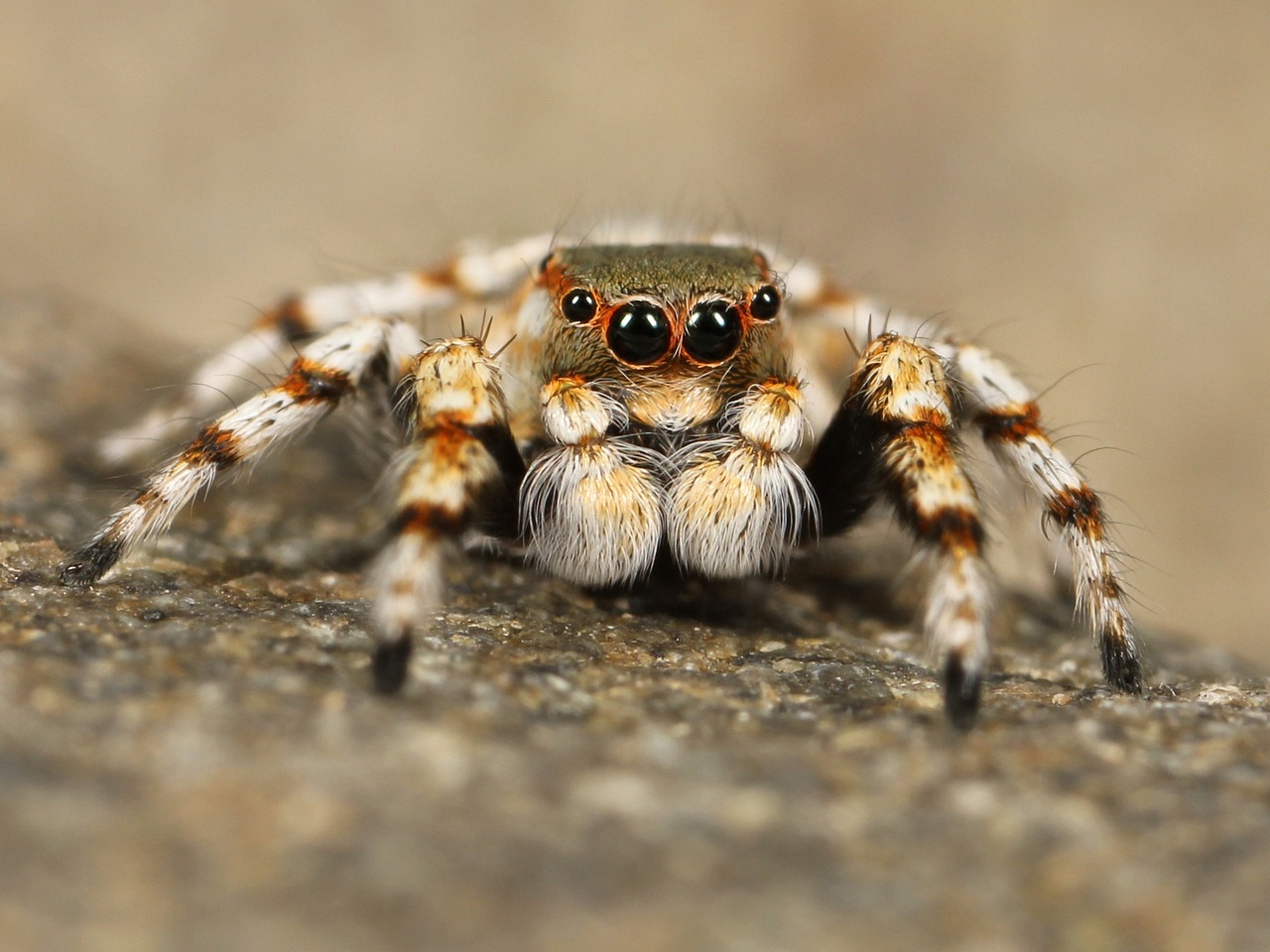 Blogue - On parle de nous - Engouement monstre au Québec pour des araignées sauteuses