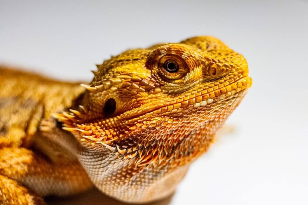 Une espèce à découvrir : le dragon barbu